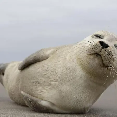 Zeetje オステンド